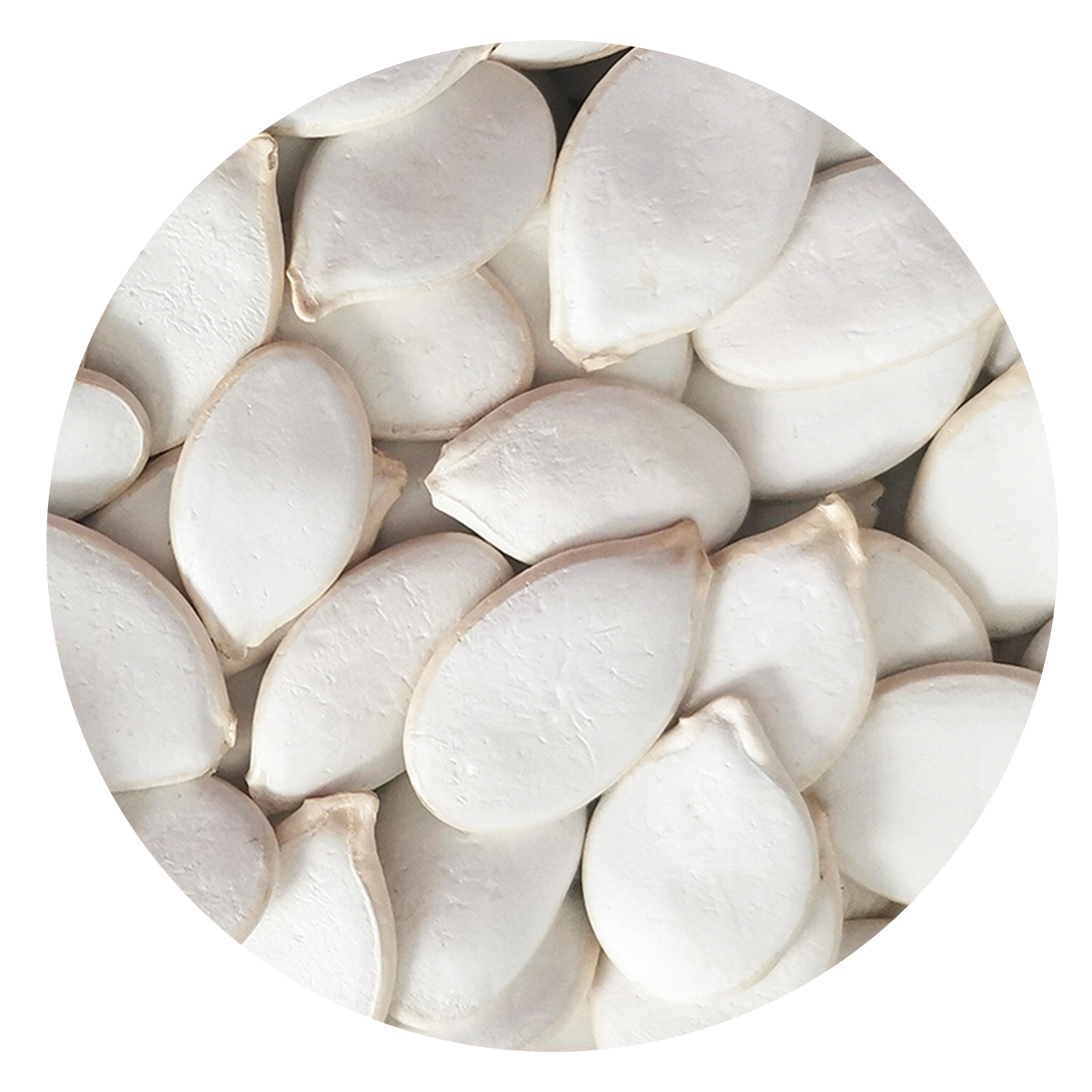 Snow white pumpkin seed
