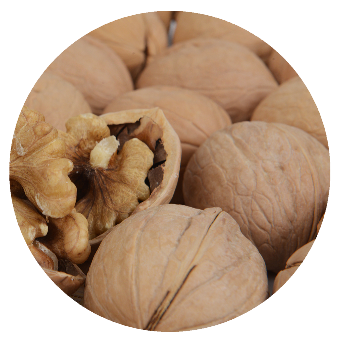Walnut