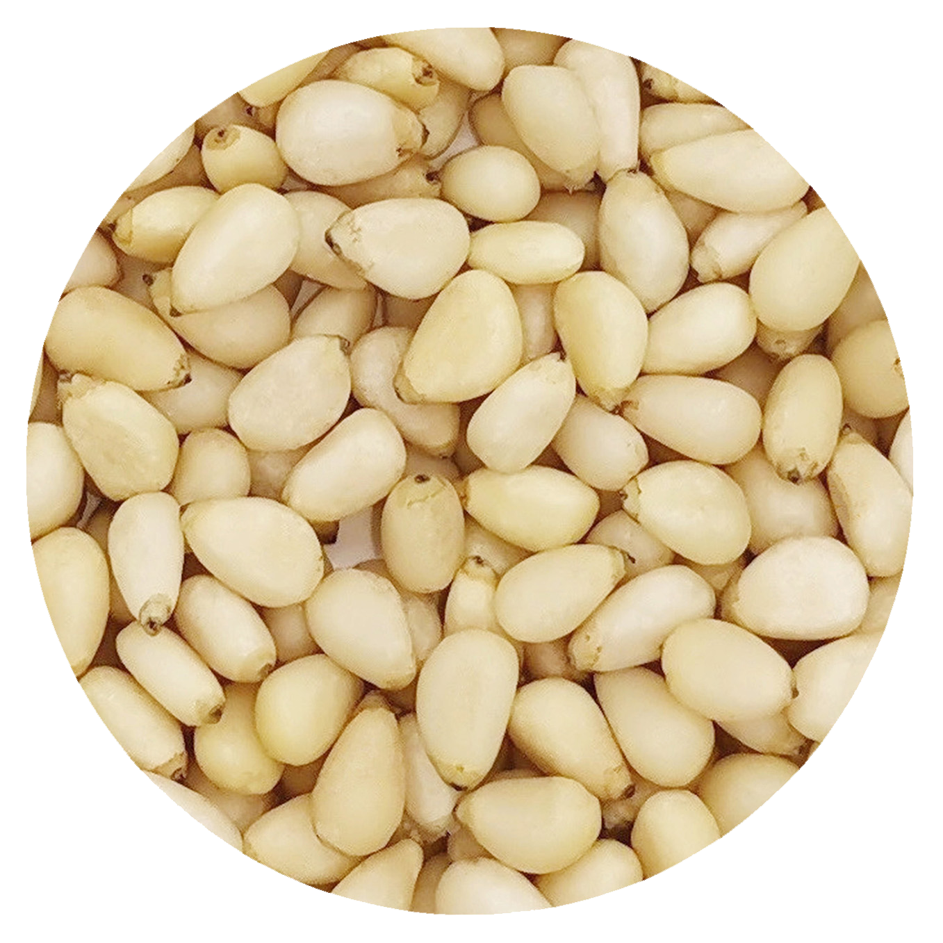 Pumila pinenut kernels