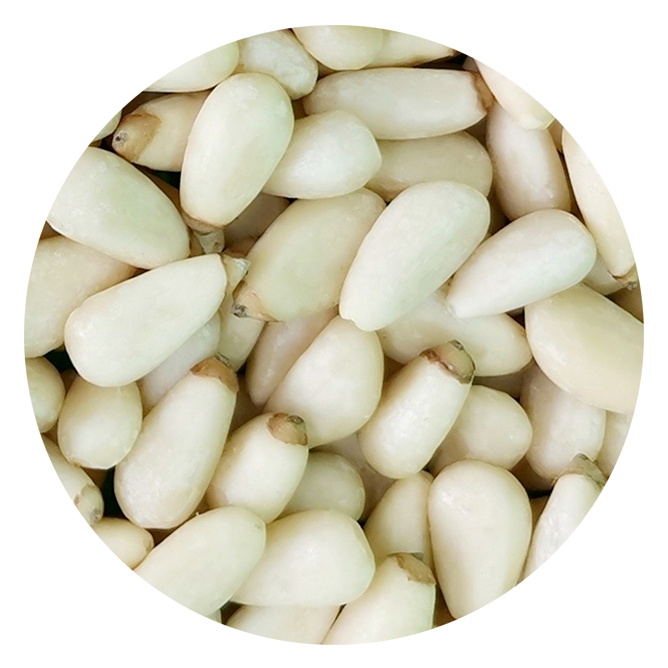 red pine nut kernels