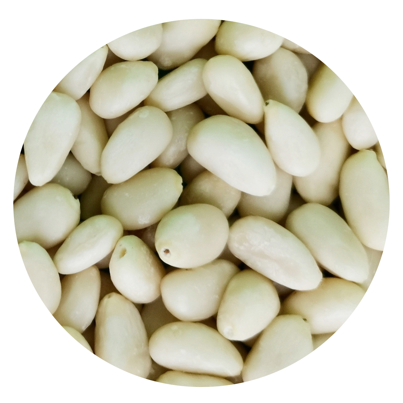 Cedar Pinenut kernels
