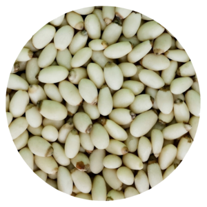 Yunnan pinenut kernels