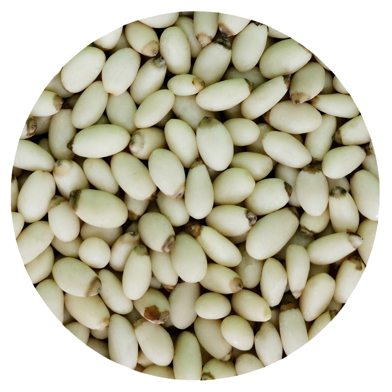 Yunnan pinenut kernels